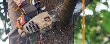 Best Tree Removal  in Durham, CA