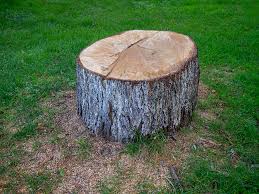 Professional Tree Removal in Durham, CA
