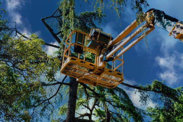 How Our Tree Care Process Works  in  Durham, CA